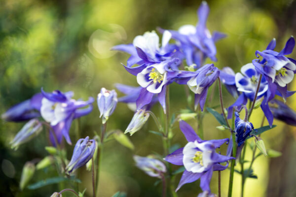 Mansion-in-May-Columbine