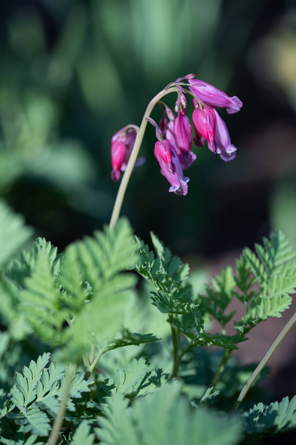 Mansion-in-May-Eximia-Bleeding-Heart
