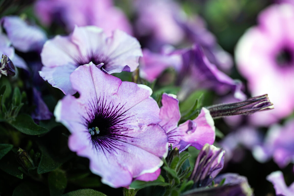 Mansion-in-May-Petunia