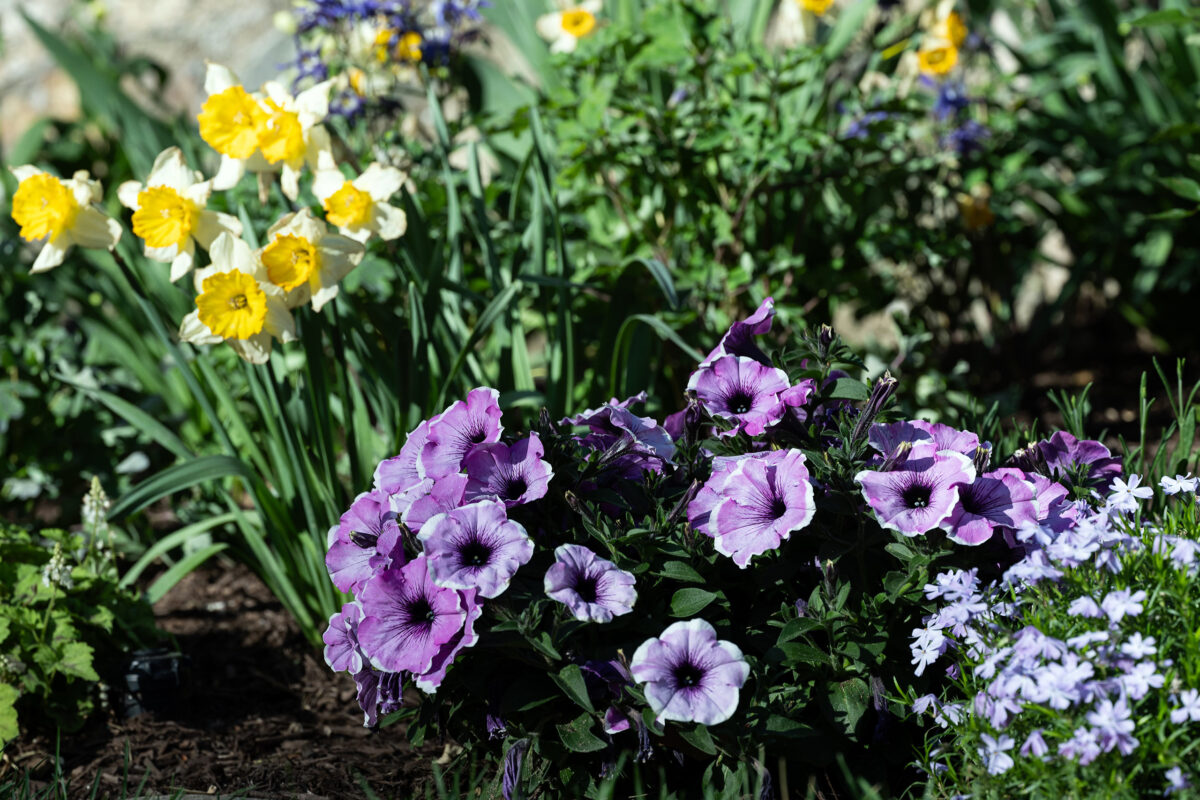 Mansion-in-May-Petunia-Phlox-Daffodil